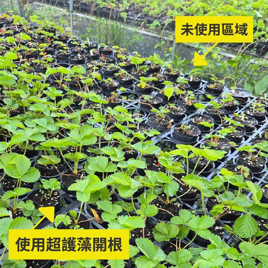 使用超護藻開根的區域,生長勢佳,且走莖更多、更長,和未使用區域有顯著差異。